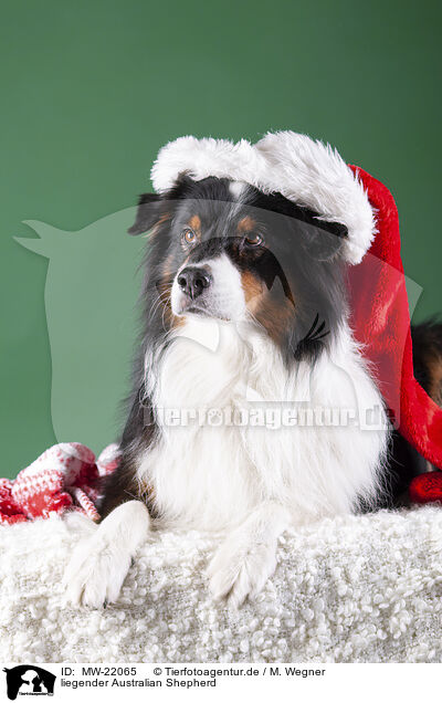 liegender Australian Shepherd / lying Australian Shepherd / MW-22065