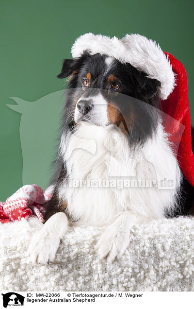 liegender Australian Shepherd / lying Australian Shepherd / MW-22066