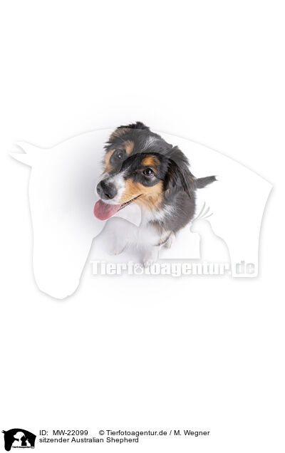 sitzender Australian Shepherd / sitting Australian Shepherd / MW-22099