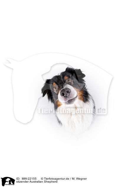 sitzender Australian Shepherd / sitting Australian Shepherd / MW-22155