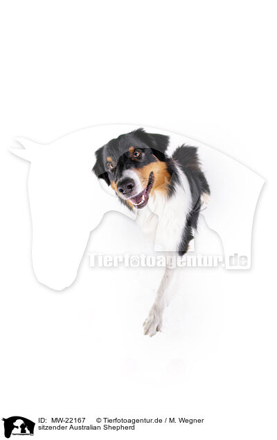 sitzender Australian Shepherd / sitting Australian Shepherd / MW-22167