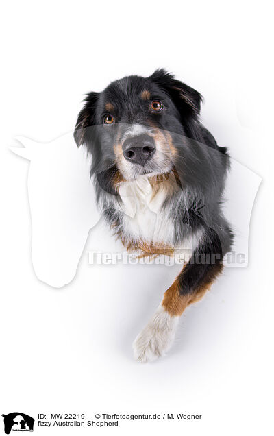 fizzy Australian Shepherd / fizzy Australian Shepherd / MW-22219
