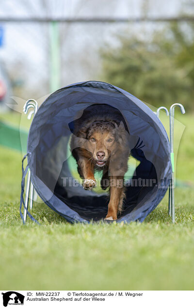 Australian Shepherd auf der Wiese / MW-22237