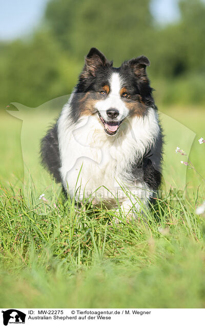 Australian Shepherd auf der Wiese / MW-22275