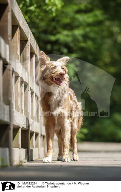 stehender Australian Shepherd / standing Australian Shepherd / MW-22294