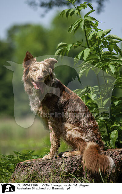 Australian Shepherd auf Baumstumpf / Australian Shepherd on tree stump / MW-22309