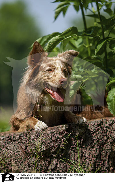Australian Shepherd auf Baumstumpf / Australian Shepherd on tree stump / MW-22310