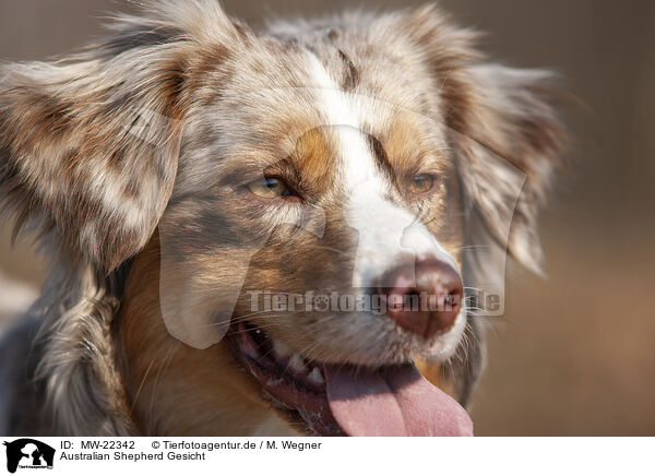 Australian Shepherd Gesicht / Australian Shepherd face / MW-22342