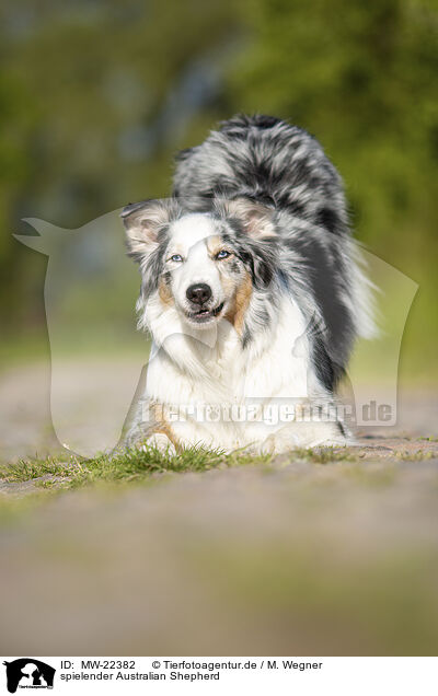 spielender Australian Shepherd / playing Australian Shepherd / MW-22382