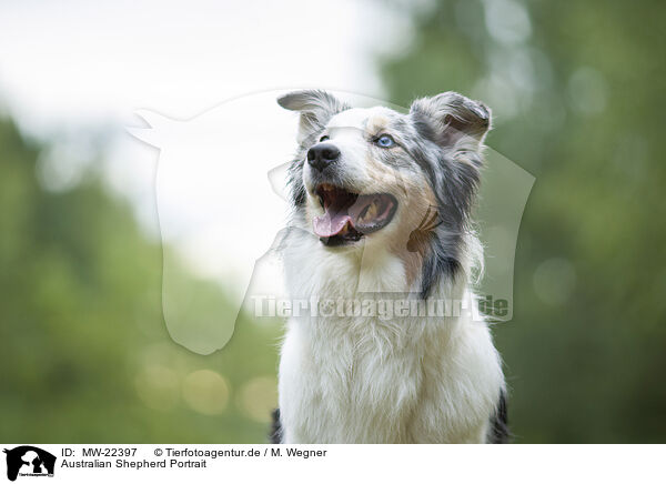 Australian Shepherd Portrait / Australian Shepherd Portrait / MW-22397