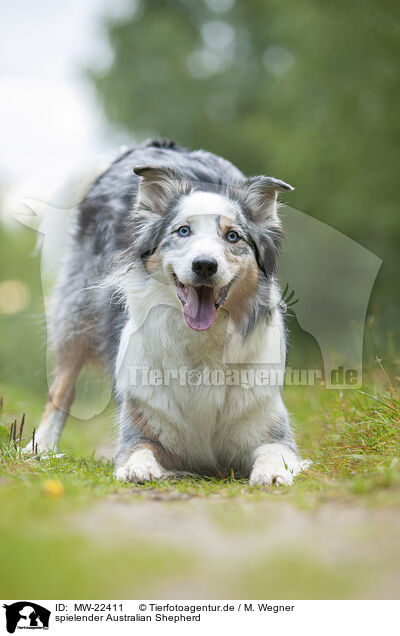 spielender Australian Shepherd / playing Australian Shepherd / MW-22411