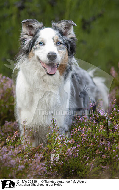 Australian Shepherd in der Heide / Australian Shepherd in the heather / MW-22416