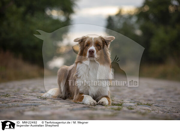 liegender Australian Shepherd / lying Australian Shepherd / MW-22492