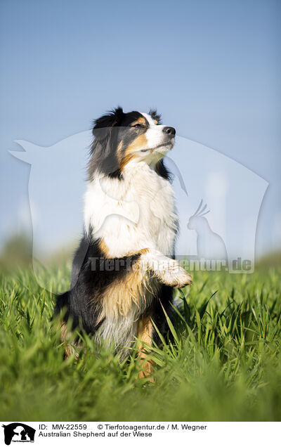 Australian Shepherd auf der Wiese / MW-22559