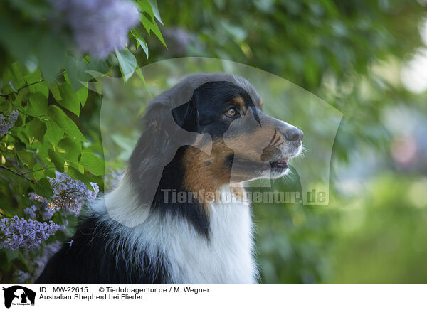Australian Shepherd bei Flieder / Australian Shepherd by Lilac / MW-22615