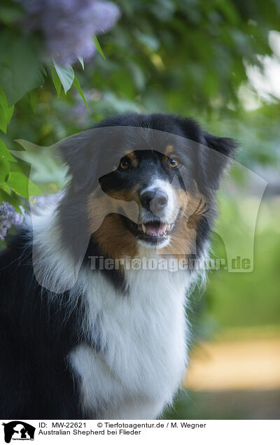 Australian Shepherd bei Flieder / Australian Shepherd by Lilac / MW-22621