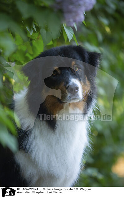 Australian Shepherd bei Flieder / Australian Shepherd by Lilac / MW-22624