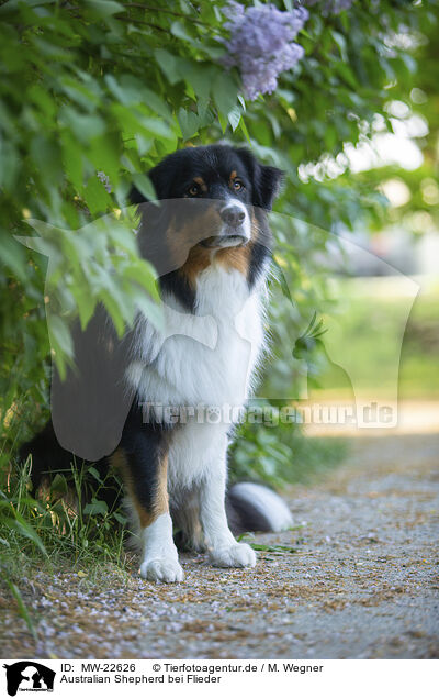 Australian Shepherd bei Flieder / Australian Shepherd by Lilac / MW-22626