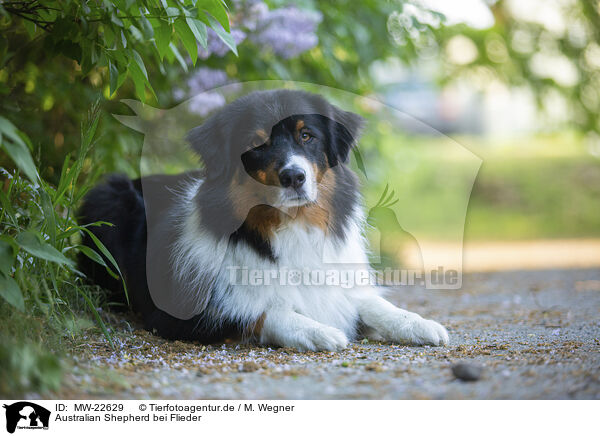 Australian Shepherd bei Flieder / Australian Shepherd by Lilac / MW-22629