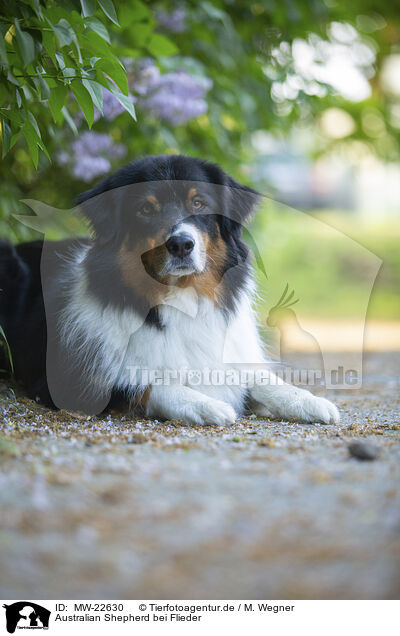 Australian Shepherd bei Flieder / Australian Shepherd by Lilac / MW-22630