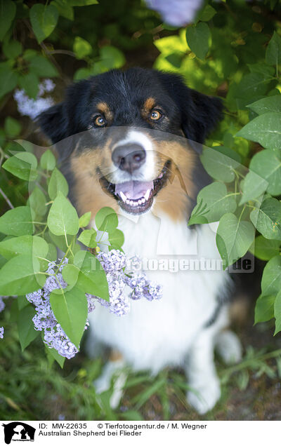 Australian Shepherd bei Flieder / Australian Shepherd by Lilac / MW-22635