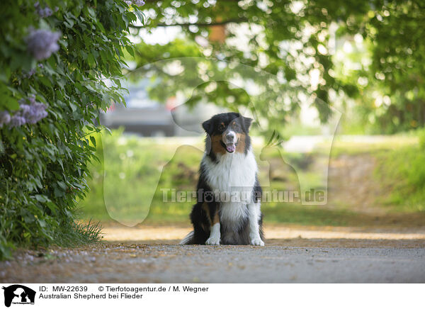 Australian Shepherd bei Flieder / Australian Shepherd by Lilac / MW-22639