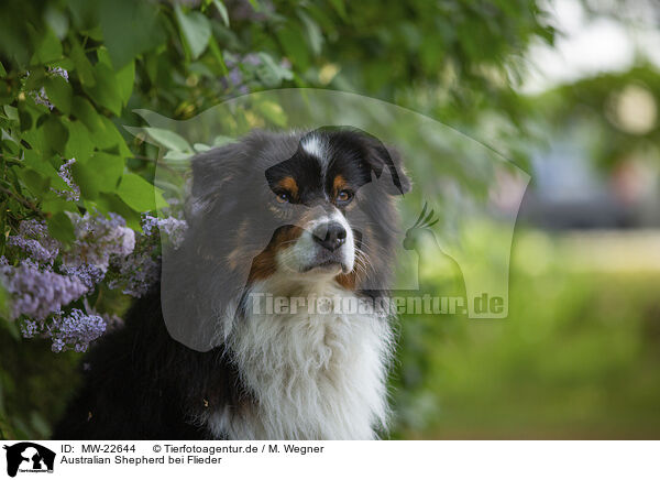 Australian Shepherd bei Flieder / Australian Shepherd by Lilac / MW-22644
