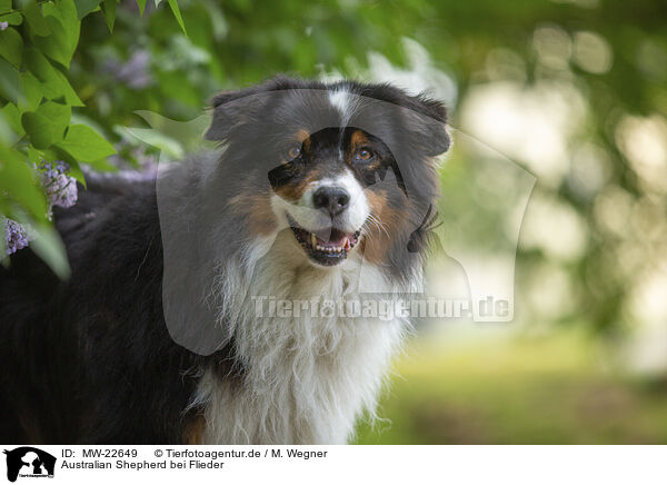 Australian Shepherd bei Flieder / Australian Shepherd by Lilac / MW-22649
