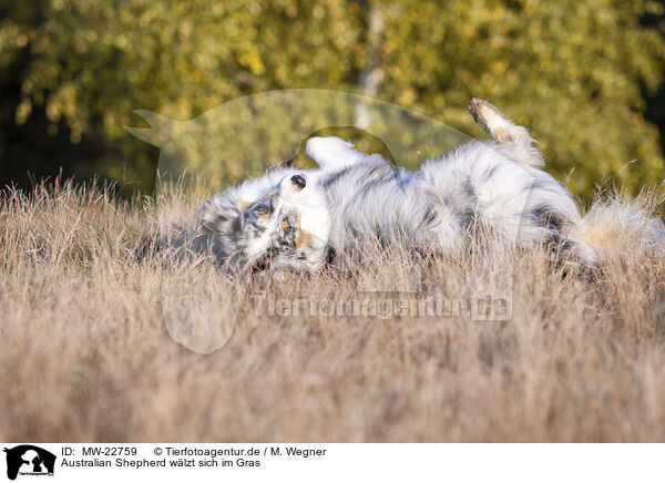 Australian Shepherd wlzt sich im Gras / Australian Shepherd wallowing in the grass / MW-22759