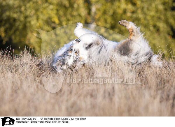 Australian Shepherd wlzt sich im Gras / Australian Shepherd wallowing in the grass / MW-22760