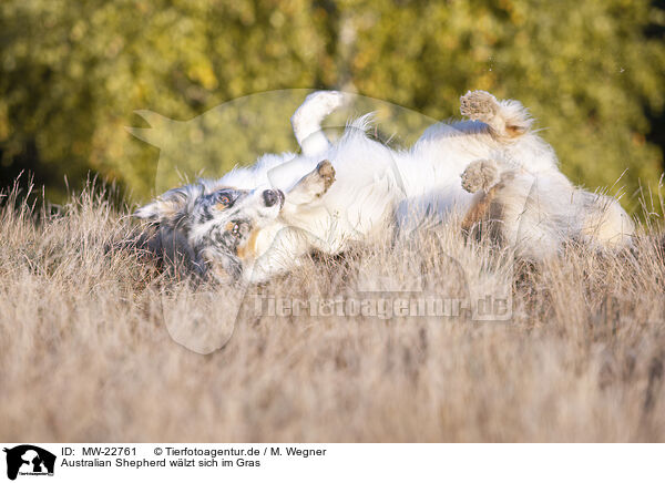 Australian Shepherd wlzt sich im Gras / Australian Shepherd wallowing in the grass / MW-22761