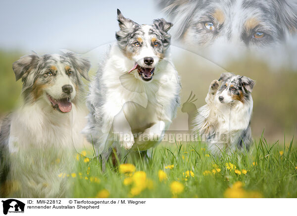 rennender Australian Shepherd / MW-22812