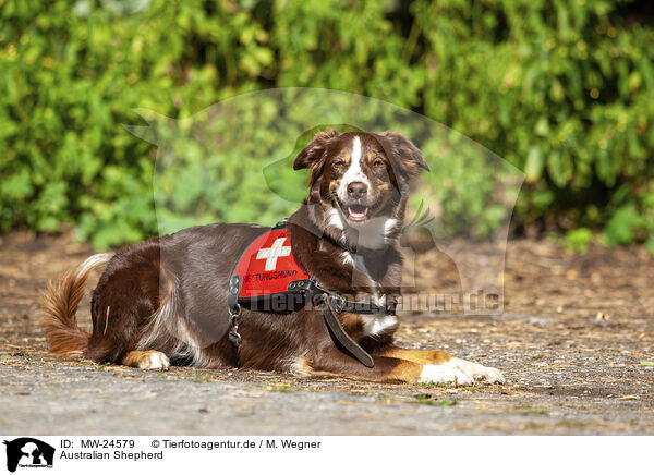 Australian Shepherd / Australian Shepherd / MW-24579