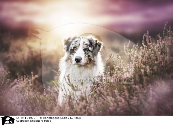 Australian Shepherd Rde / KFI-01970