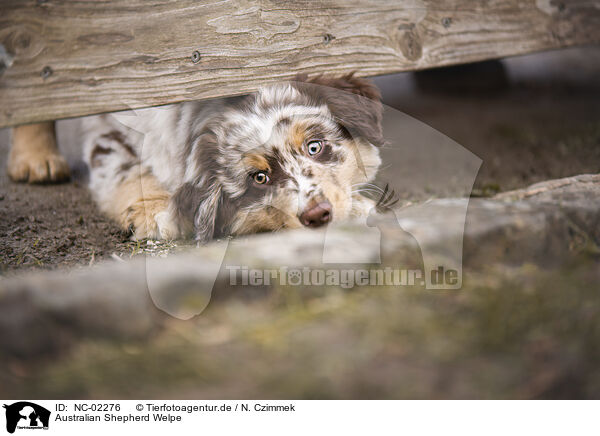 Australian Shepherd Welpe / Australian Shepherd Puppy / NC-02276