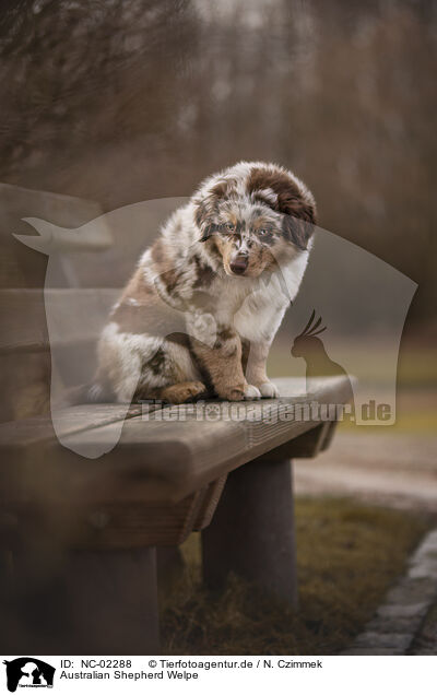 Australian Shepherd Welpe / Australian Shepherd Puppy / NC-02288