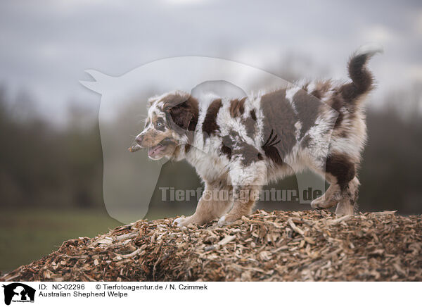 Australian Shepherd Welpe / Australian Shepherd Puppy / NC-02296