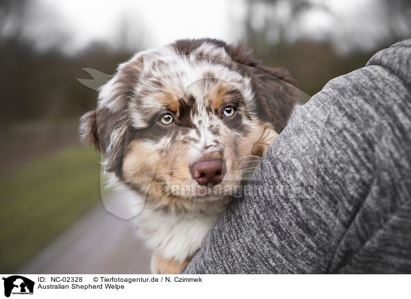 Australian Shepherd Welpe / Australian Shepherd Puppy / NC-02328