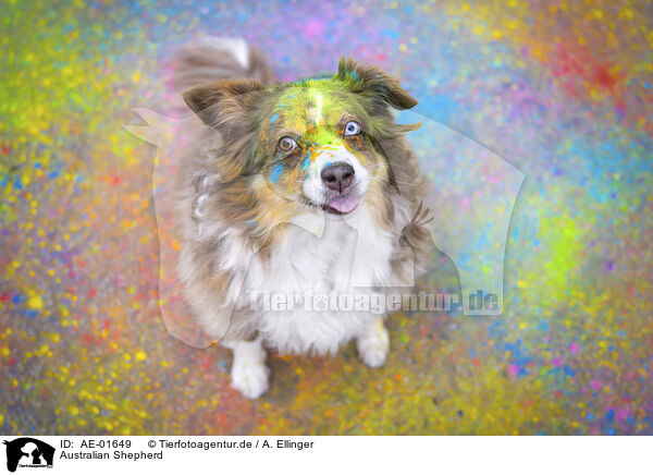 Australian Shepherd / Australian Shepherd / AE-01649