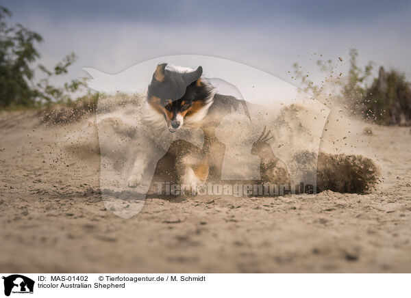 tricolor Australian Shepherd / tricolor Australian Shepherd / MAS-01402