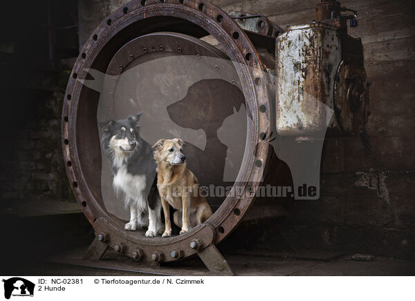 2 Hunde / 2 dogs / NC-02381