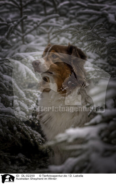 Australian Shepherd im Winter / Australian Shepherd in winter / DL-02200