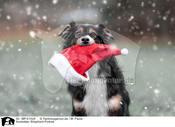 Australian Shepherd Portrait / Australian Shepherd Portrait / MP-01024