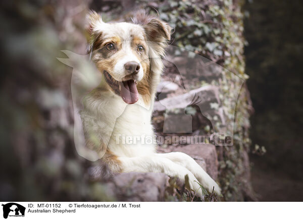 Australian Shepherd / Australian Shepherd / MT-01152