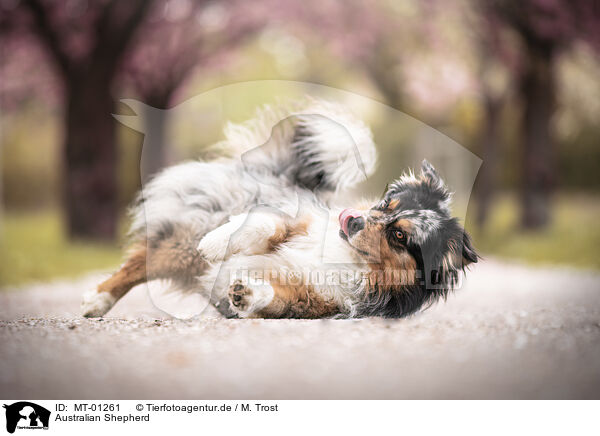 Australian Shepherd / Australian Shepherd / MT-01261