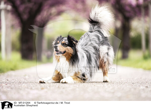 Australian Shepherd / Australian Shepherd / MT-01264