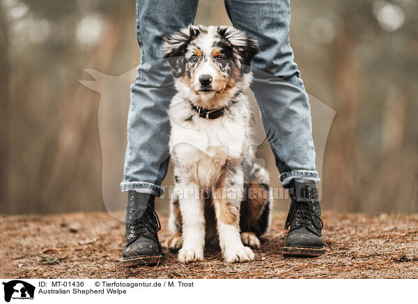 Australian Shepherd Welpe / Australian Shepherd puppy / MT-01436