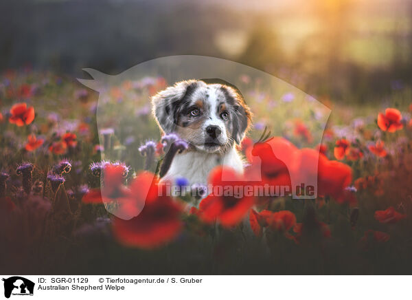 Australian Shepherd Welpe / SGR-01129