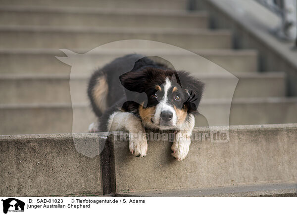 junger Australian Shepherd / young Australian Shepherd / SAD-01023