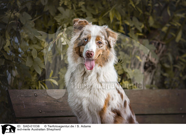 red-merle Australian Shepherd / red-merle Australian Shepherd / SAD-01038